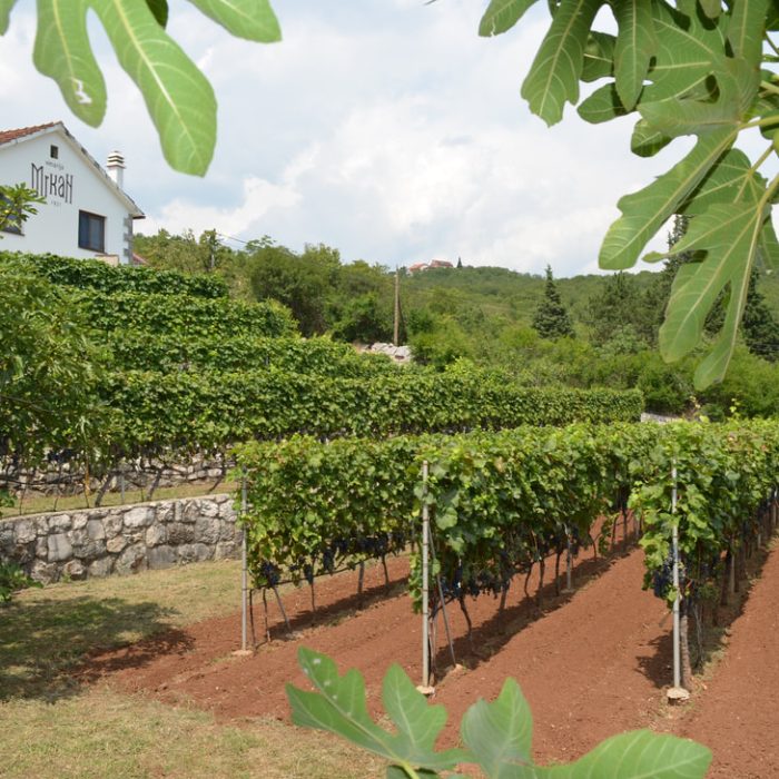 Vineyard